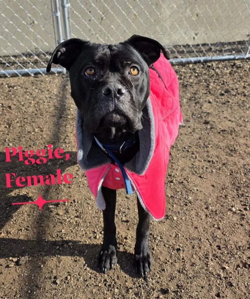 An adult medium-sized female Cane Corso dog named Piggie for adoption in Minot, ND