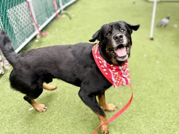 An adult large-sized male Mixed Breed dog named Hunter for adoption in New York, NY