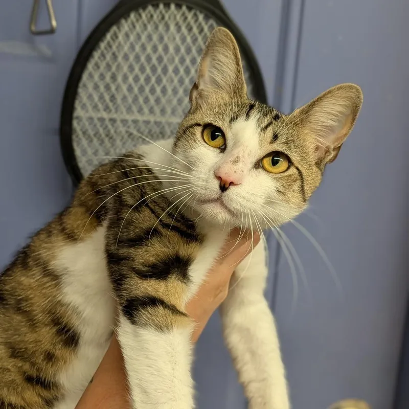 A baby medium-sized male Tabby (Buff / Tan / Fawn) Domestic Short Hair cat named Archie for adoption in Cape Girardeau, MO