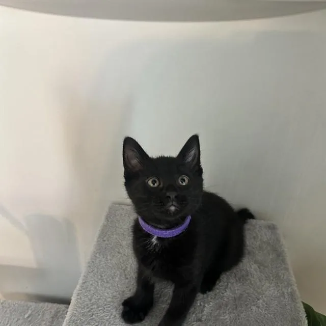 A baby small-sized female Domestic Medium Hair cat named Cayenne for adoption in Auburn, CA