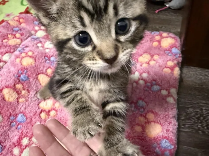 A baby medium-sized female Tabby (Brown / Chocolate) Domestic Short Hair cat named Galaxy for adoption in Clinton Township, MI