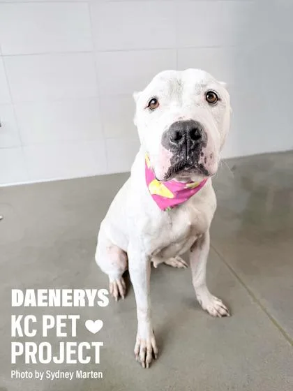 An adult large-sized female White / Cream Pit Bull Terrier dog named Daenerys for adoption in Kansas City, MO
