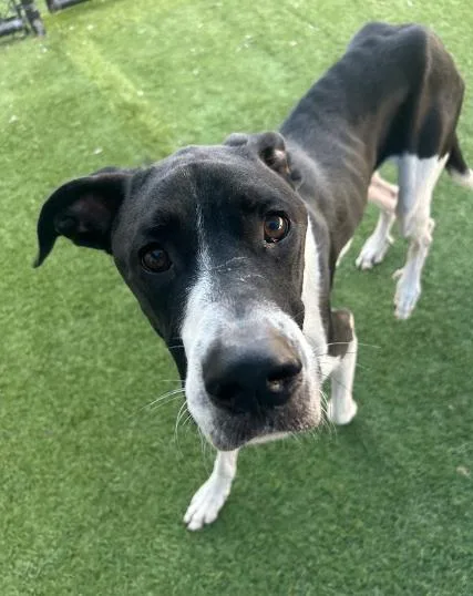 A young large-sized male Great Dane dog named Snoopy for adoption in Boulder, CO