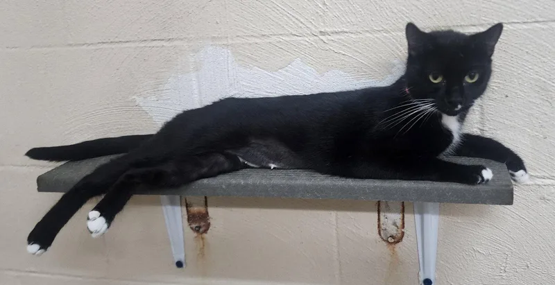 An adult medium-sized female Black & White / Tuxedo Domestic Short Hair cat named Luna for adoption in Wetumpka, AL