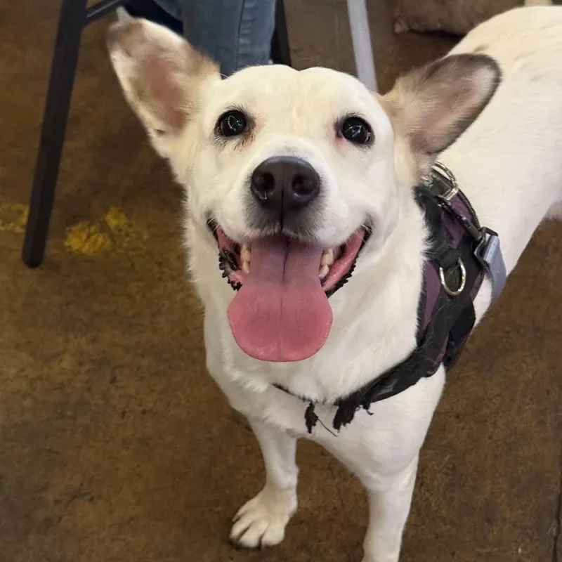 Meredith Grey thumbnail 2