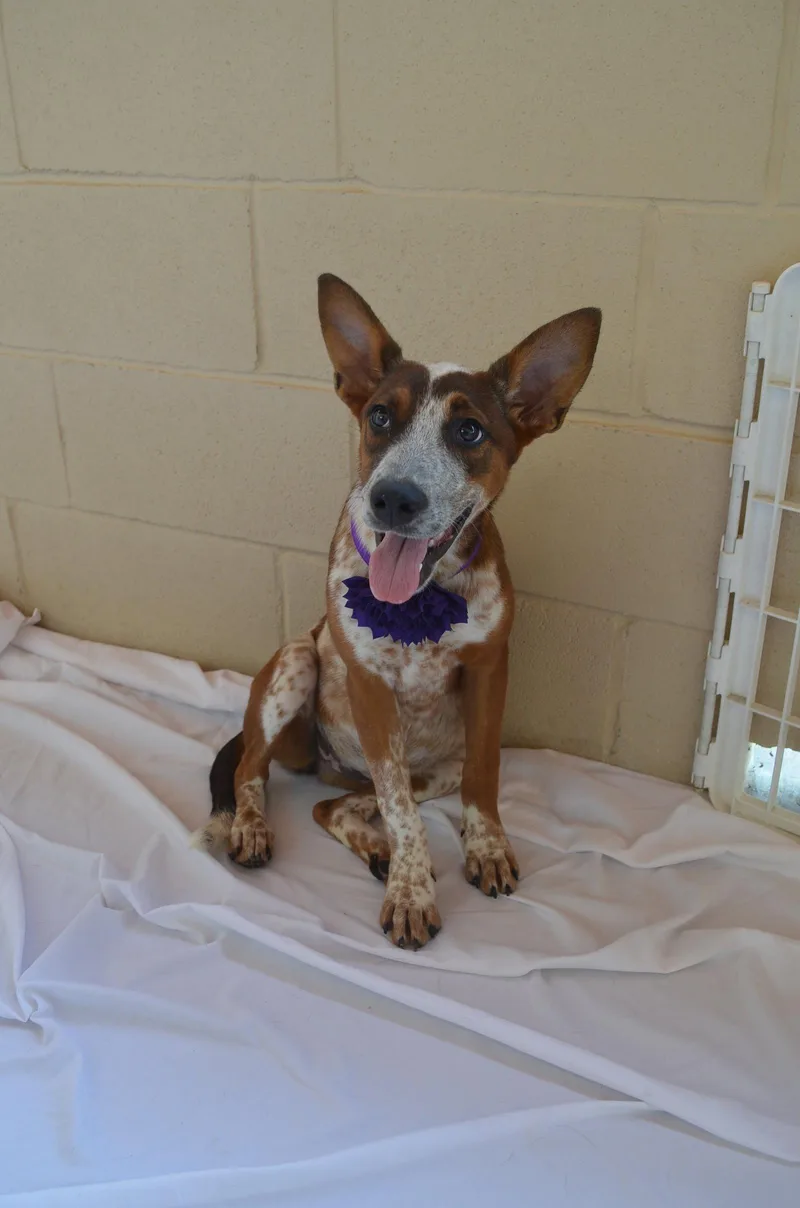 A baby large-sized female Australian Cattle Dog / Blue Heeler dog named Chickorita for adoption in McKinney, TX
