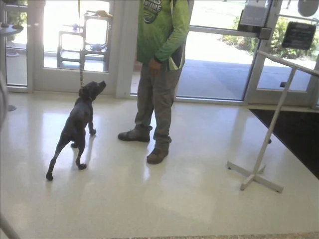 A young medium-sized male Pit Bull Terrier dog named A for adoption in Wilmington, NC