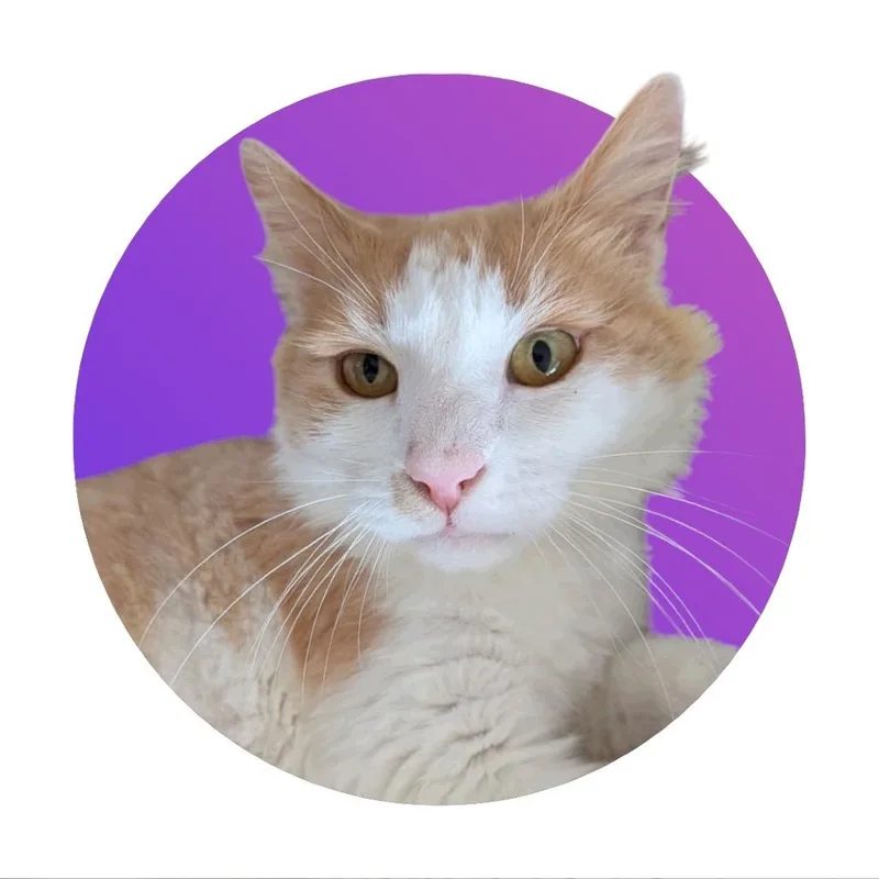 An adult large-sized male Domestic Long Hair cat named Charlie for adoption in Pacific Grove, CA