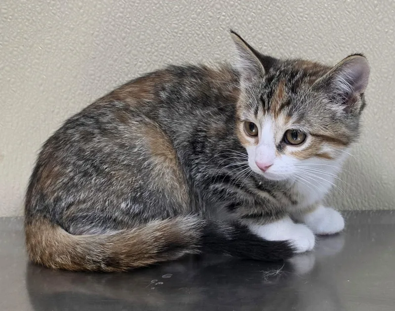 A baby medium-sized male Domestic Short Hair cat named Hardy for adoption in Brainerd, MN