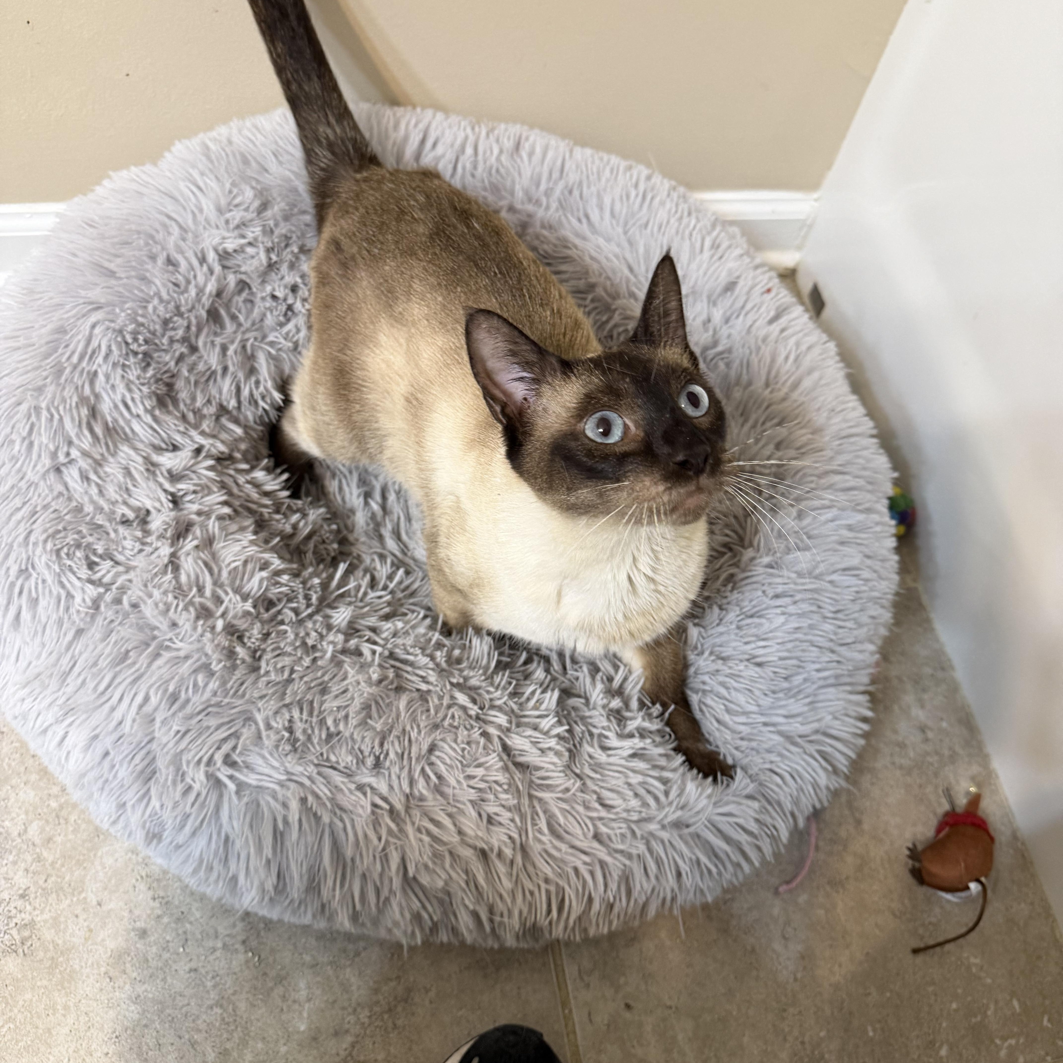 A young medium-sized female Siamese cat named Jezebel for adoption in Woodstock, GA