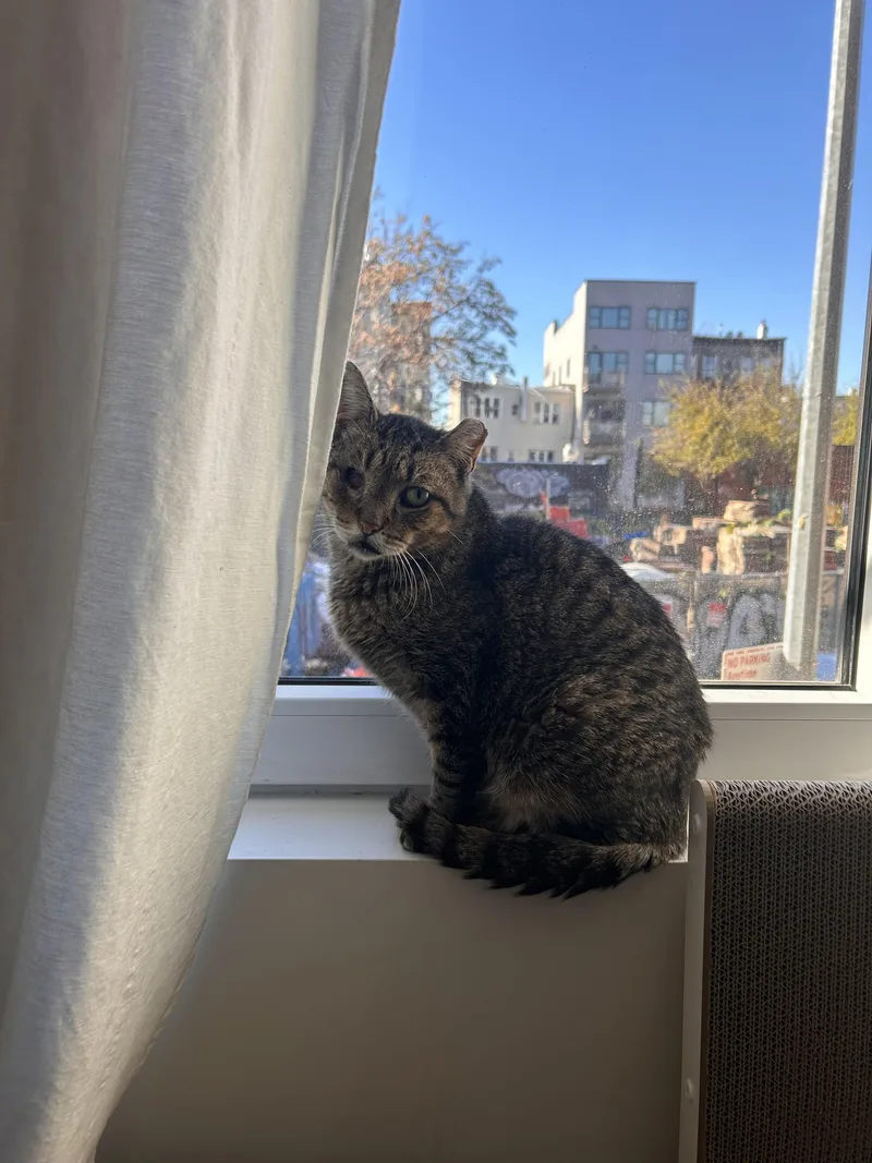 Willie One Eye thumbnail 2