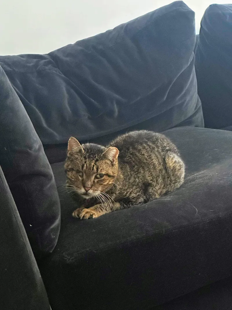 Willie One Eye thumbnail 4