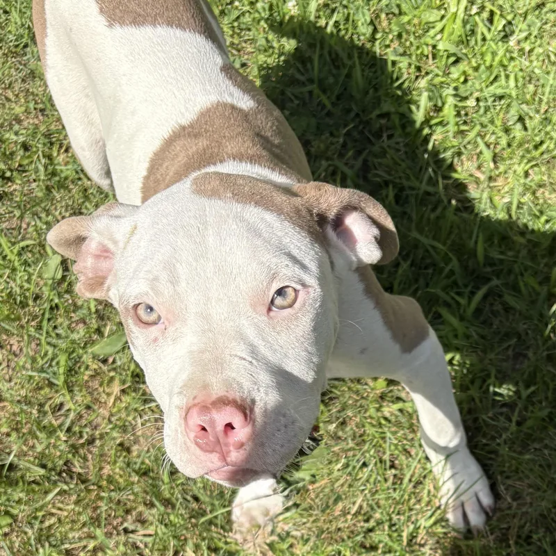 A young large-sized male Pit Bull Terrier dog named Kooper for adoption in Coldwater, MI