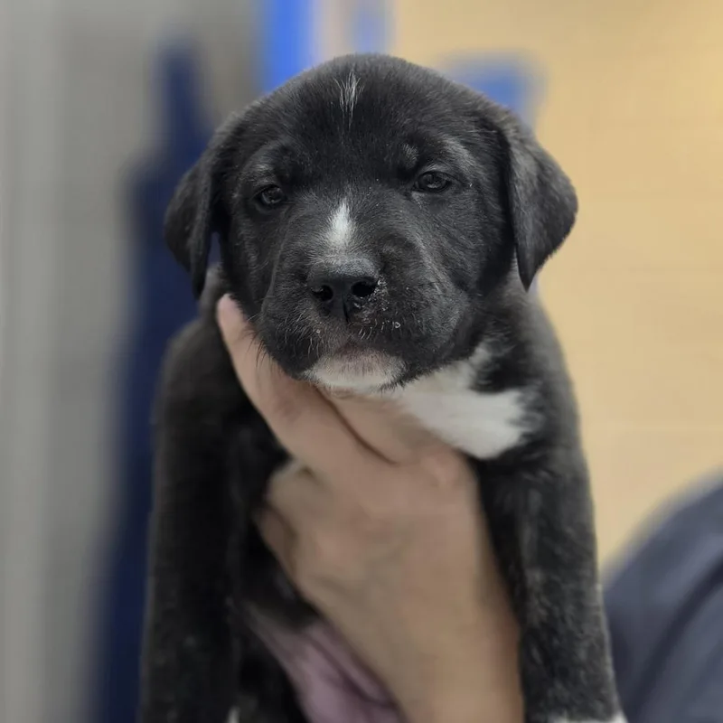 A baby medium-sized female Brindle Mixed Breed dog named Shelly for adoption in Huntsville, AL