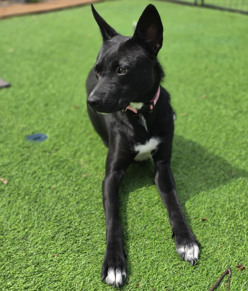 A young medium-sized female Black German Shepherd Dog dog named Millie for adoption in Blairstown, NJ
