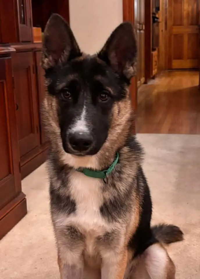 A young large-sized male German Shepherd Dog named Petro for adoption in Racine, WI