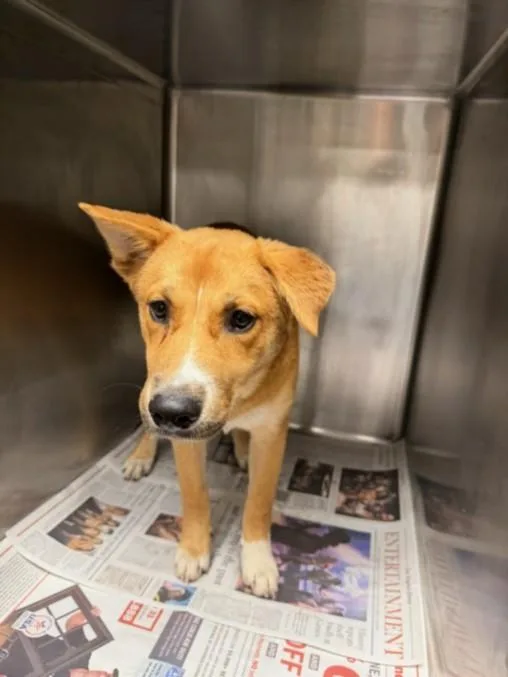 A baby medium-sized female Carolina Dog dog named Nanie for adoption in Van Nuys, CA