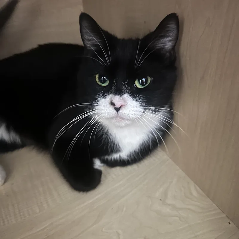 An adult medium-sized female Domestic Short Hair cat named Napa for adoption in Woodstock, GA