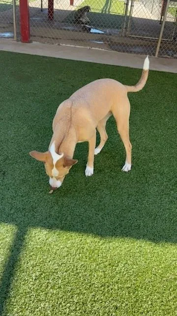 An adult medium-sized female Yellow / Tan / Blond / Fawn Rhodesian Ridgeback dog named Bella for adoption in Fayetteville, AR