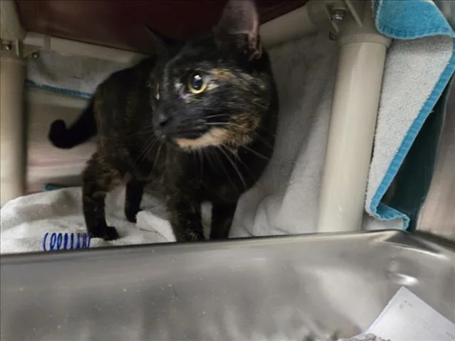 A young small-sized female Domestic Short Hair cat named Wafflecone for adoption in Derwood, MD