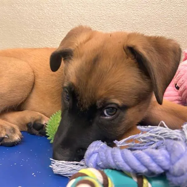 A baby small-sized male Belgian Shepherd / Malinois dog named Rio for adoption in Woodinville, WA