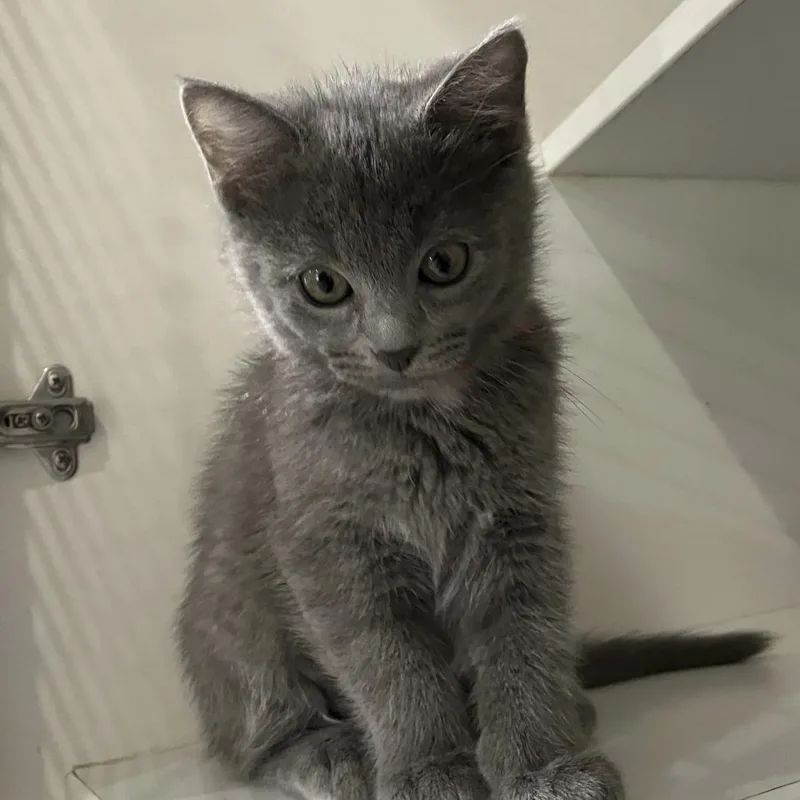 A baby small-sized female Gray / Blue / Silver Domestic Short Hair cat named Gary for adoption in Oak Park, IL