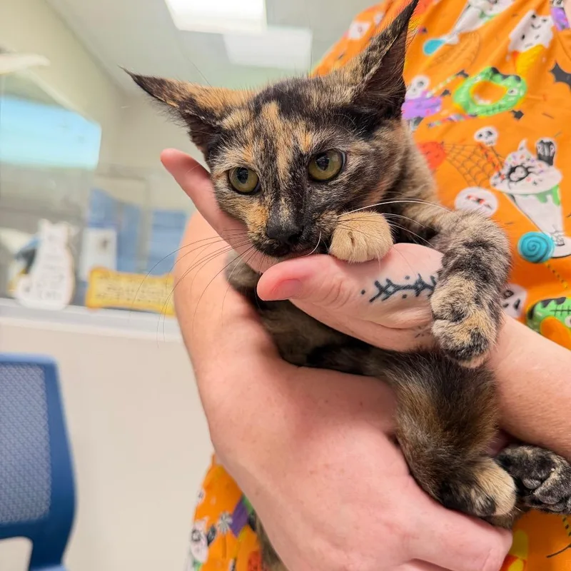 A baby small-sized female Tortoiseshell Domestic Short Hair cat named Marcie for adoption in Englewood, FL