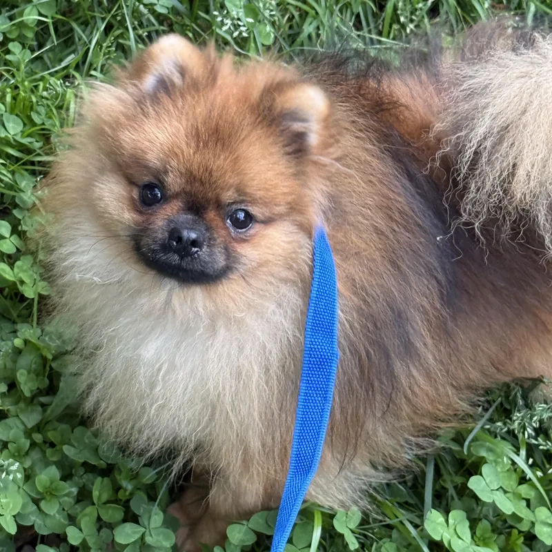 A young small-sized male Red / Chestnut / Orange Pomeranian dog named Sundae for adoption in Tomkins Cove, NY