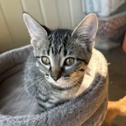 A baby medium-sized female Tabby (Brown / Chocolate) Tabby cat named Freda for adoption in Lombard, IL