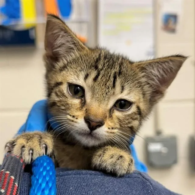A baby small-sized female Domestic Short Hair cat named Jinxy for adoption in Naples, FL