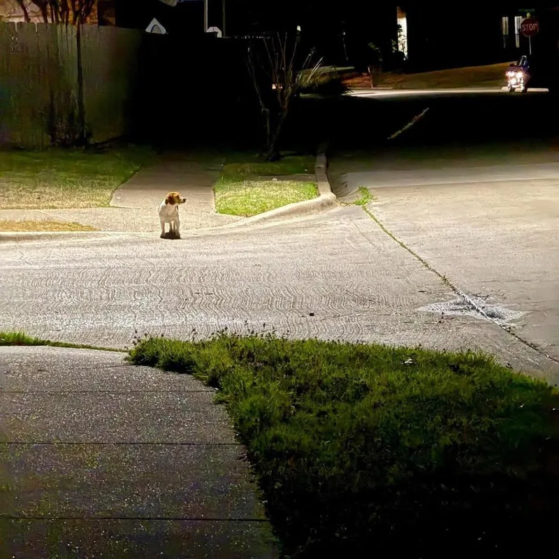 Sidewalk Sally thumbnail 3