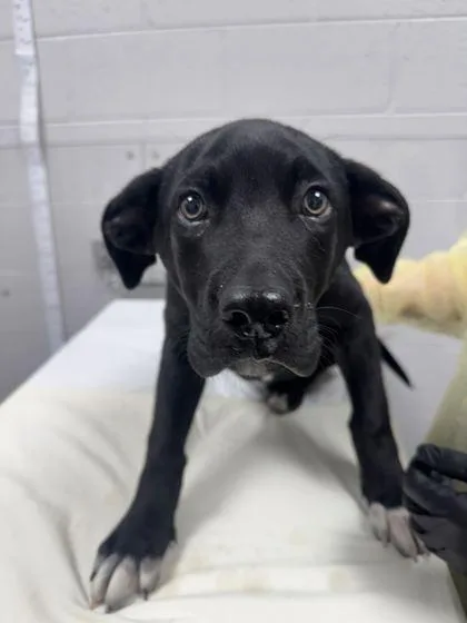 A baby medium-sized male Mixed Breed dog named Rascal for adoption in Sevierville, TN