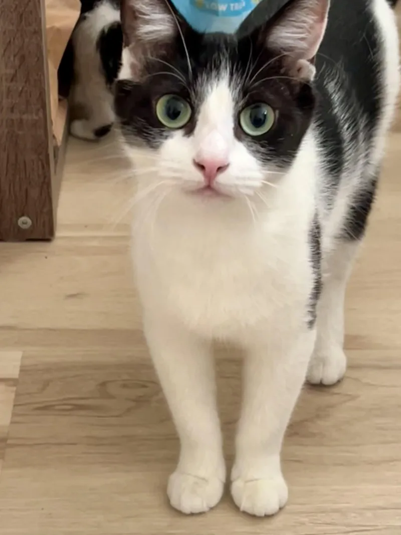 An adult medium-sized female Black & White / Tuxedo Domestic Short Hair cat named Lilly for adoption in Mayfield, NY
