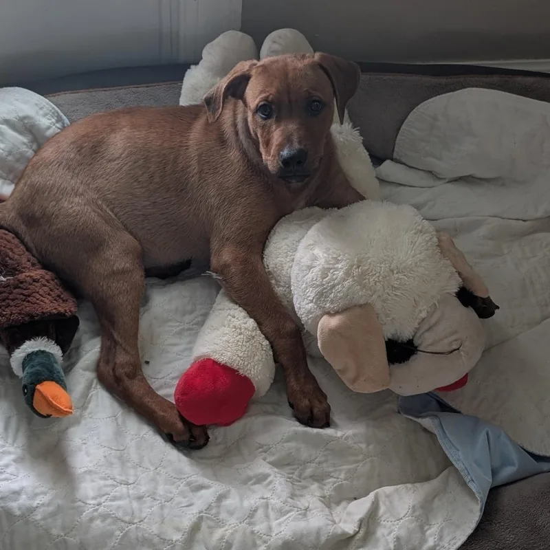 A baby medium-sized male Red / Chestnut / Orange Rhodesian Ridgeback dog named Rusty for adoption in Sarasota, FL