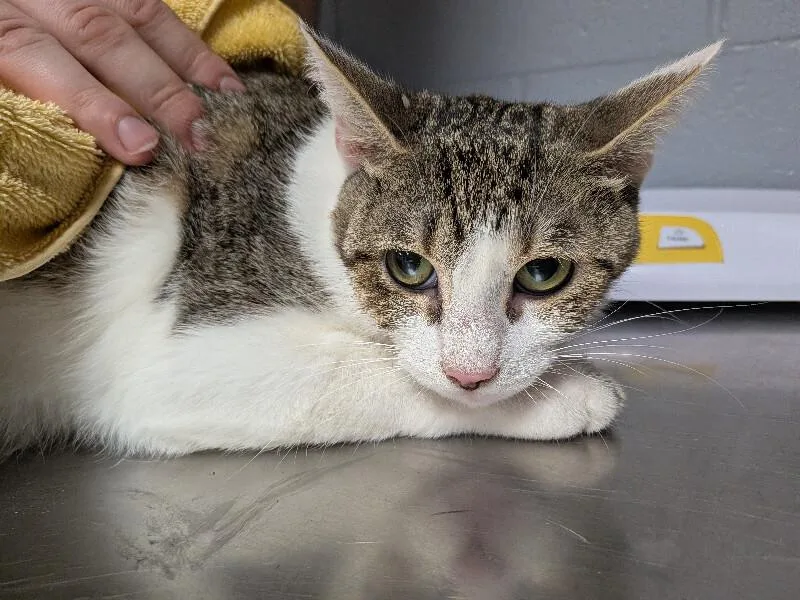 An adult medium-sized female Tabby (Brown / Chocolate) Domestic Short Hair cat named Sigourney Weaver for adoption in Cincinnati, OH
