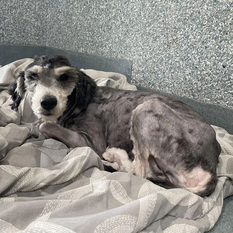 A young medium-sized female Gray / Blue / Silver Schnauzer dog named Maggie for adoption in Long Beach, CA