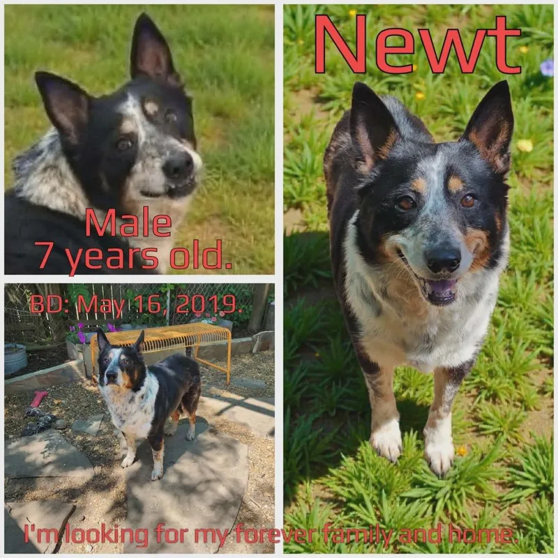 A senior medium-sized male Black Australian Cattle Dog / Blue Heeler dog named Newt for adoption in Boaz, AL