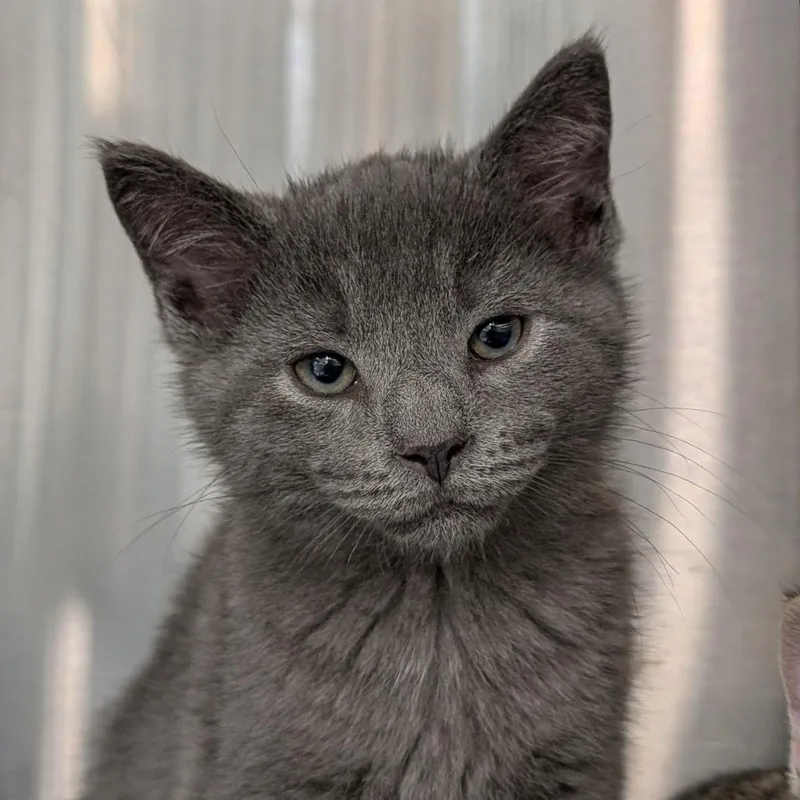 A baby small-sized male Gray / Blue / Silver Domestic Short Hair cat named General Tso for adoption in Washington Township, OH