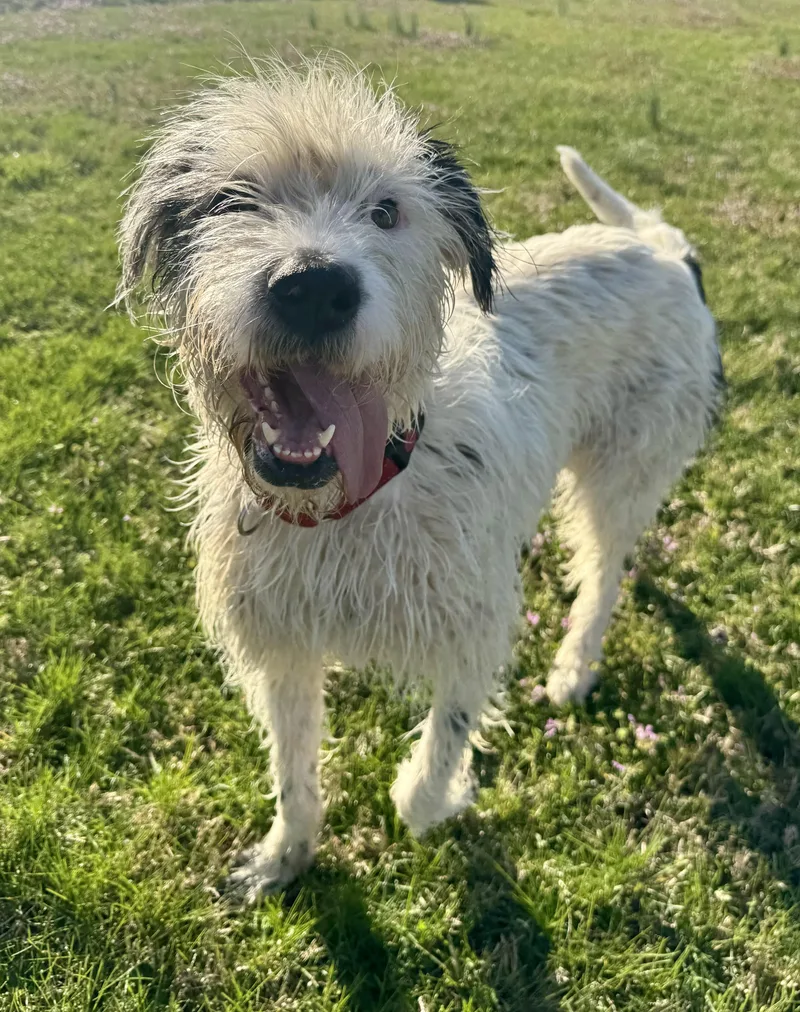 Spiral Shakerly thumbnail 2