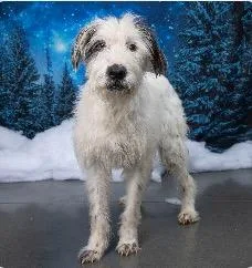 Spiral Shakerly thumbnail 3