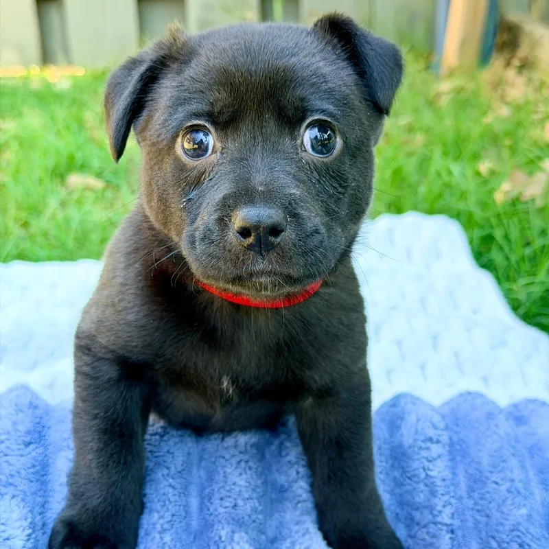 A baby medium-sized female Black Mixed Breed dog named Beauty for adoption in Huntsville, AL