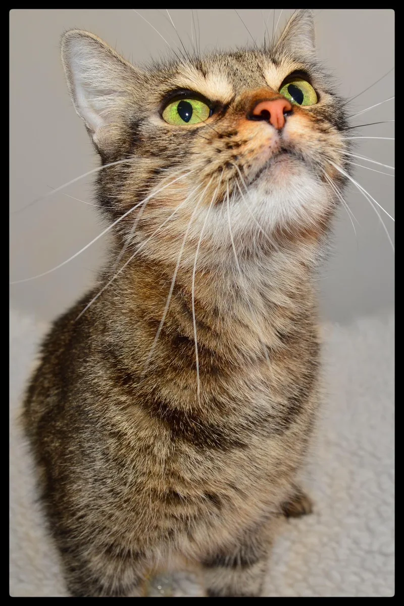 An adult small-sized female Domestic Short Hair cat named Charlotte A for adoption in San Andreas, CA