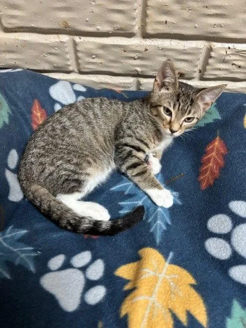 A baby small-sized male Tabby cat named Diesel for adoption in Fayetteville, GA