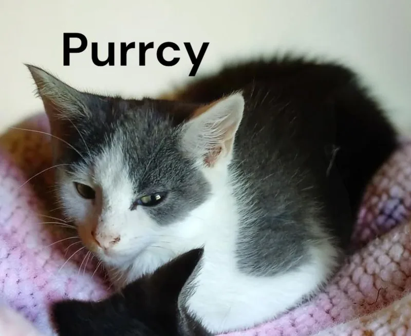 A baby medium-sized male Gray & White Domestic Short Hair cat named Purrcy for adoption in Weems, VA