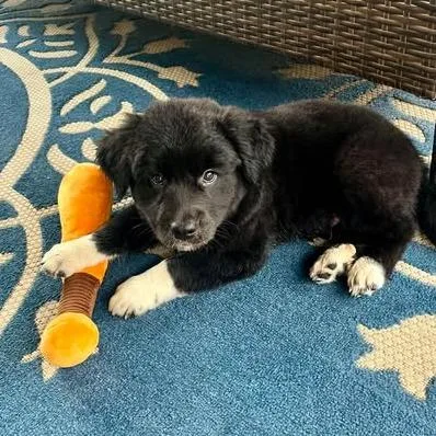A baby large-sized male Black Newfoundland Dog dog named Bear for adoption in Overland Park, KS