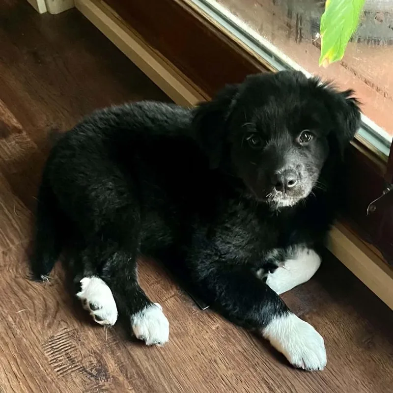 Bear thumbnail 3