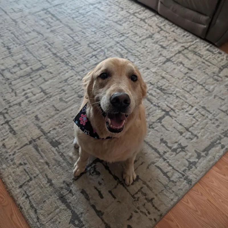 An adult large-sized female Golden Retriever dog named Marley for adoption in Ferndale, MI