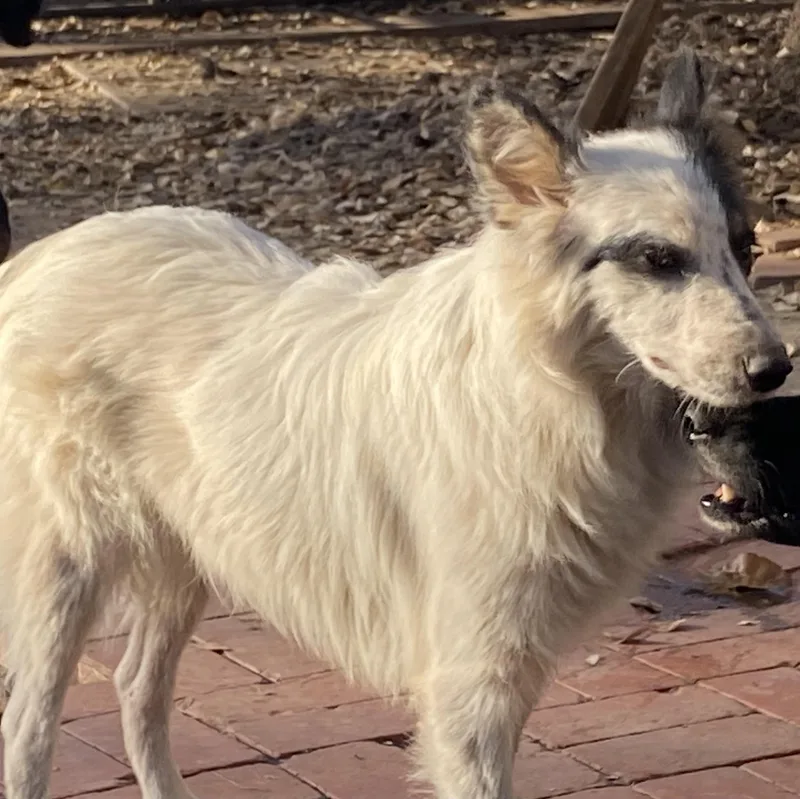 Birch Pc thumbnail 2