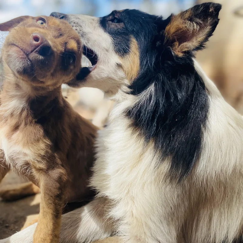 Birch Pc thumbnail 3