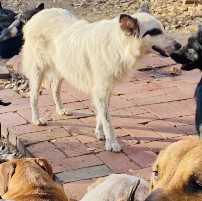 Birch Pc thumbnail 4